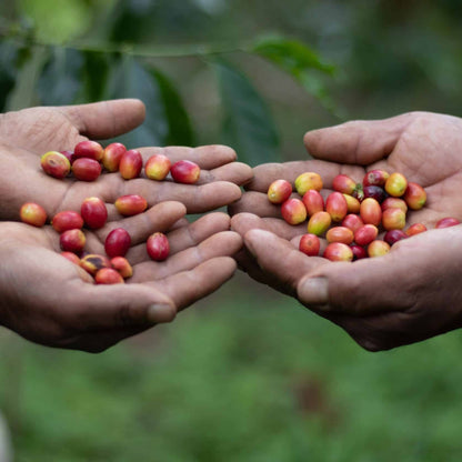 URUBAMBA FINO, BIO-HOCHLANDESPRESSO; GANZE BOHNE (1 Kg).